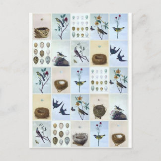 Cartão Postal Aves e Ninhos