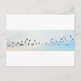 Cartão Postal Aves em Voo