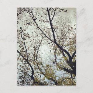 Cartão Postal Aves entre árvores