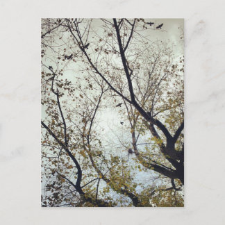 Cartão Postal Aves entre árvores