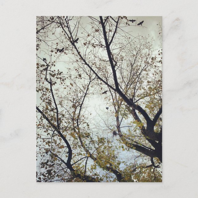 Cartão Postal Aves entre árvores (Frente)