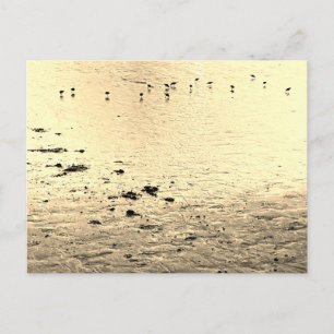 Cartão Postal Aves marinhas em Sepia