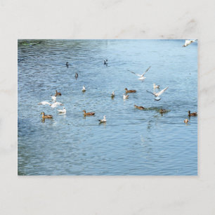 Cartão Postal Aves No Rio De Verão