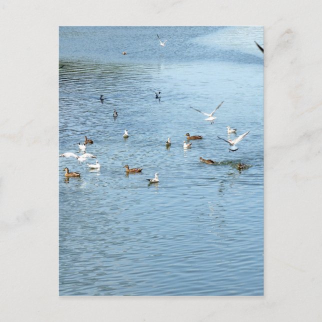 Cartão Postal Aves No Rio De Verão (Frente)