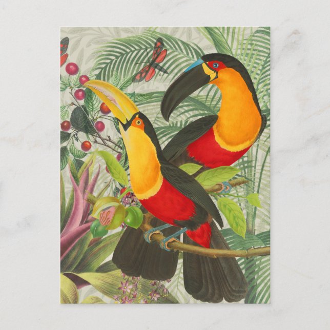 Cartão Postal Aves Tropicais Vibrantes Turianos Arte Selva Exóti (Frente)