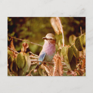 Cartão Postal Aviário