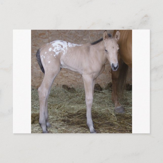 Cartão Postal avô (Frente)