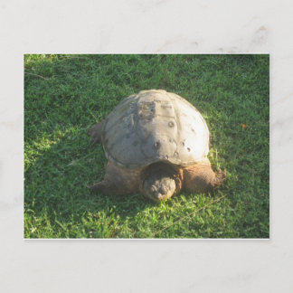 Cartão Postal Avô Turtle