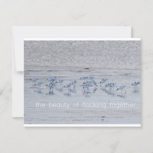Cartão Postal Avocet Beauty