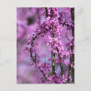 Cartão Postal Avondale Redbud Art