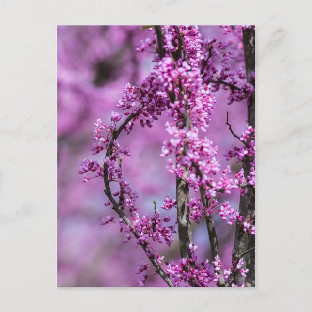 Cartão Postal Avondale Redbud Art (Frente)