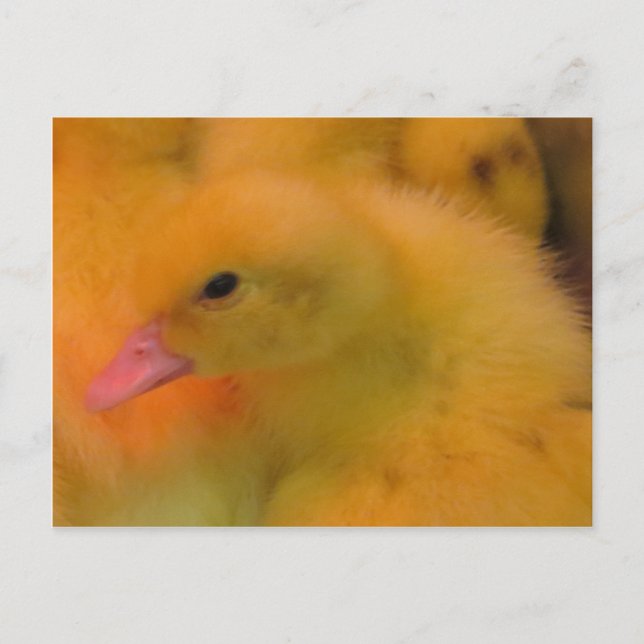 Cartão Postal Awaked Duckling (Frente)