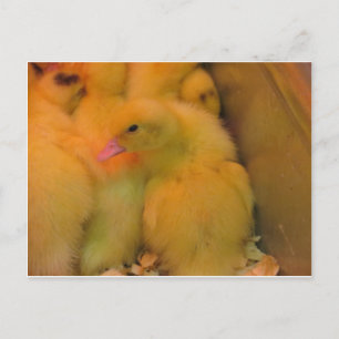 Cartão Postal Awaked Duckling