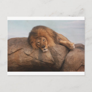 Cartão Postal Awsome Lion