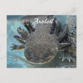 Cartão Postal Axolote fofo