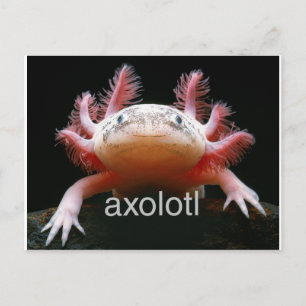 Cartão Postal Axolotl Axolotl Axolotl Axolotl
