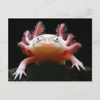 Cartão Postal Axolotl Axolotl.png