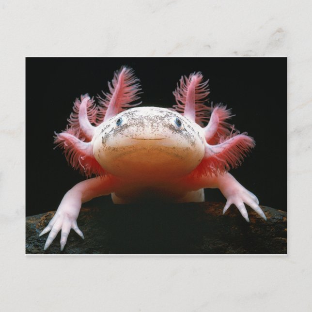 Cartão Postal Axolotl Axolotl.png (Frente)