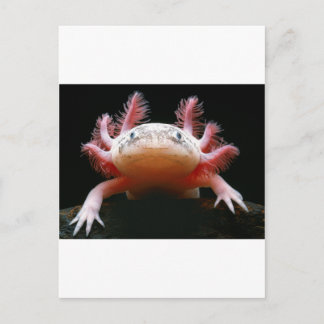 Cartão Postal Axolotl Axolotl.png