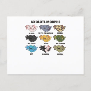 Cartão Postal Axolotls Do Axolotl Para Animais Doces Do Mundo