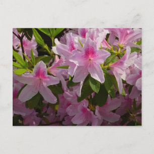 Cartão Postal Azalea Bush Primavera Floral rosa