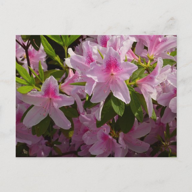 Cartão Postal Azalea Bush Primavera Floral rosa (Frente)