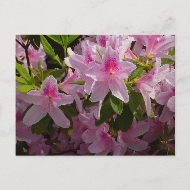 Cartão Postal Azalea Bush Primavera Floral rosa (Frente)