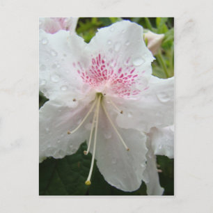 Cartão Postal AZALEA FLOWERS White Wet Azaleas Cards presentes M