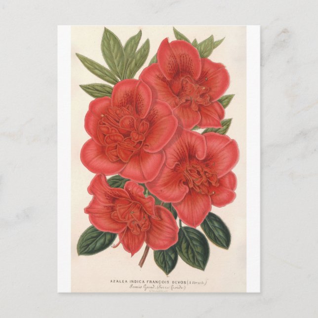 Cartão Postal Azalea (Indica) Francois Devos por Charles Lemaire (Frente)