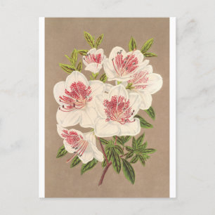 Cartão Postal Azalea (indica) Reine des Pays-Bas por Lemaire