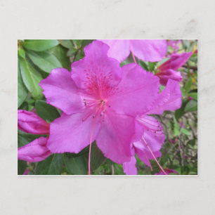 Cartão Postal Azalea rosa