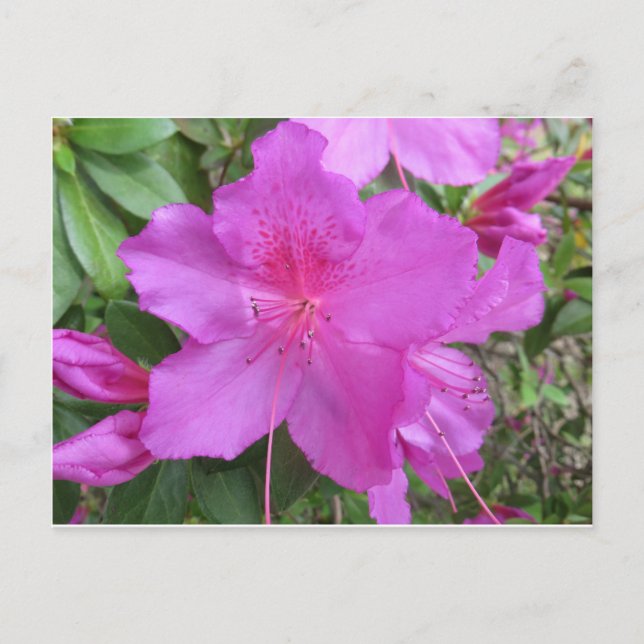 Cartão Postal Azalea rosa (Frente)