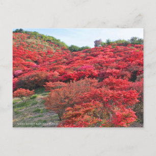 Cartão Postal Azalea Scenery [Cartão postal]