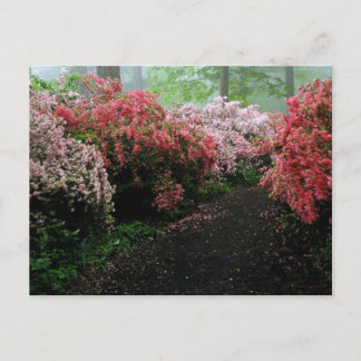 Cartão Postal Azalea Walkway