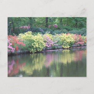 Cartão Postal Azaleas