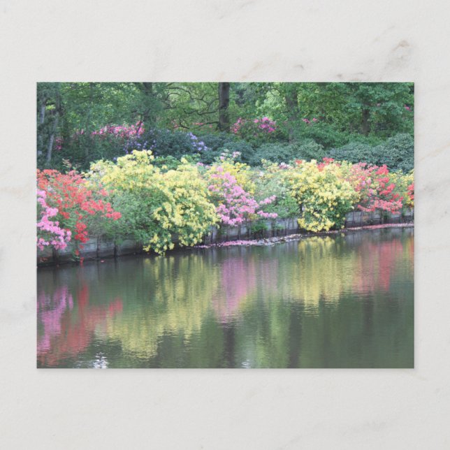 Cartão Postal Azaleas (Frente)