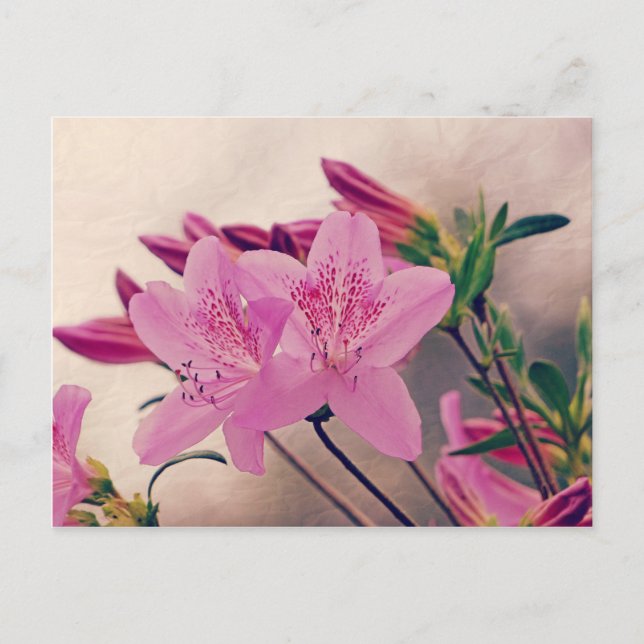 Cartão Postal Azaleas (Frente)