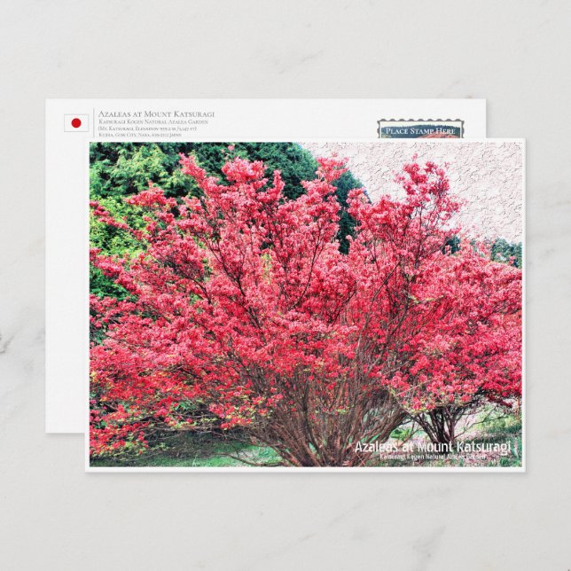 Cartão Postal Azaleas at Mount Katsuragi ポストカード (Frente/Verso)