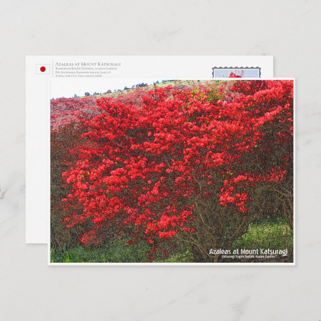 Cartão Postal Azaleas at Mount Katsuragi ポストカード (Frente/Verso)