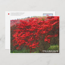 Azaleas at Mount Katsuragi ポストカード