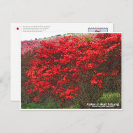 Cartão Postal Azaleas at Mount Katsuragi ポストカード
