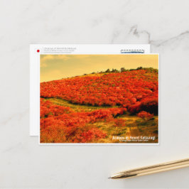 Cartão Postal Azaleas at Mount Katsuragi ポストカード