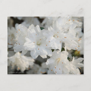 Cartão Postal Azaleas Brancas 2008
