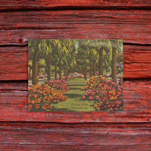 Cartão Postal Azaleas Palmeiras Dr Victory Savannah GA retrô