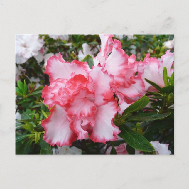 Cartão Postal Azaleas Primavera Floral, Vermelhas Duplas e Branc (Frente)