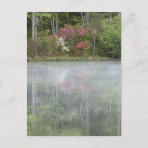 Cartão Postal Azáleas refletindo em um lago durante o início