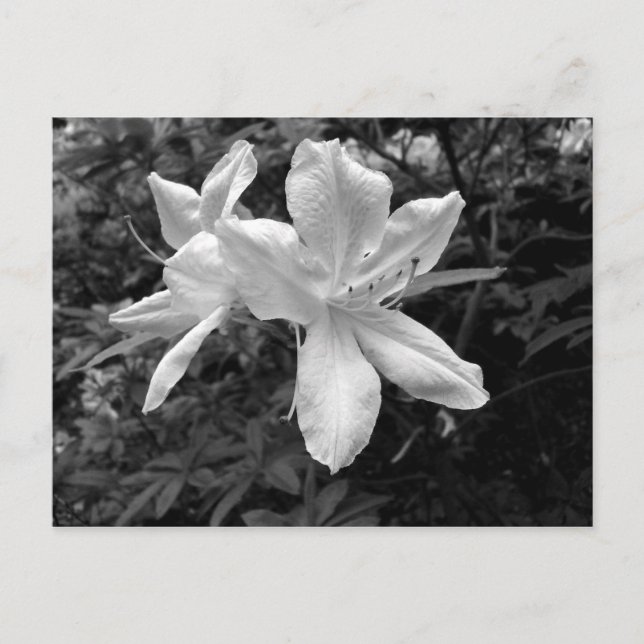 Cartão Postal Azaleas / Rhododendrons em B&W (Frente)