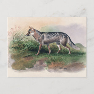 Cartão Postal Azara's Fox de Joseph Wolf