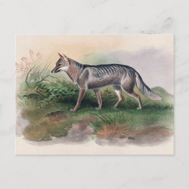 Cartão Postal Azara's Fox de Joseph Wolf (Frente)