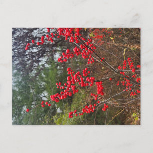 Cartão Postal Azevinho